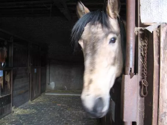 cheval